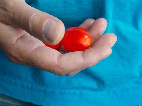 Hand With Tomato Fotos Stock