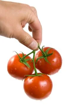 The hand with the tomatoes Stock Photos