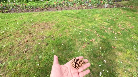 Hand Tossing Pine Cone in Paris Stock Footage 305622791