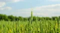 The hand touch and hold the wheat (cereal) ear HD Footage