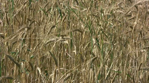 Hand touch barley field Video stock 501944