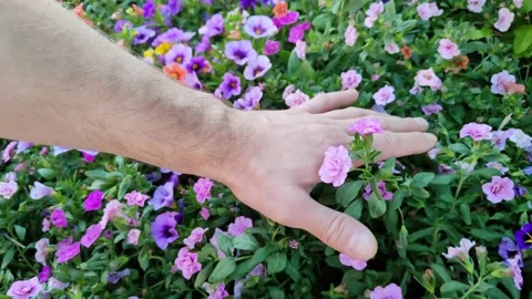 Hand touch beautiful wildflowers Stock Footage 207010710