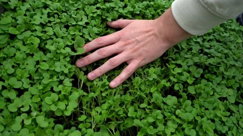 Hand touch on fresh green grass Stockbeeldmateriaal 196074952