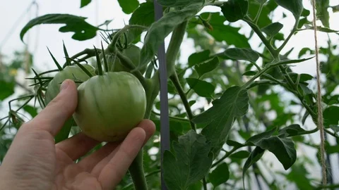 Hand Touch Fresh Tomato Video stock 93279531