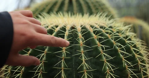 Hand touch the green Cactus Sharp Spikes Stock Footage 266440369