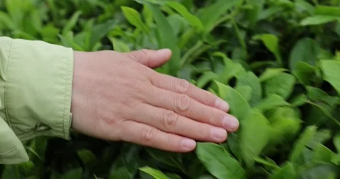 Hand touch green tea shoots grow in spring, China Stock-Footage 307567646