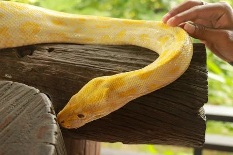 Hand touch Python focus selective. Hand touch the skin of a Python bivittatus Foto stock