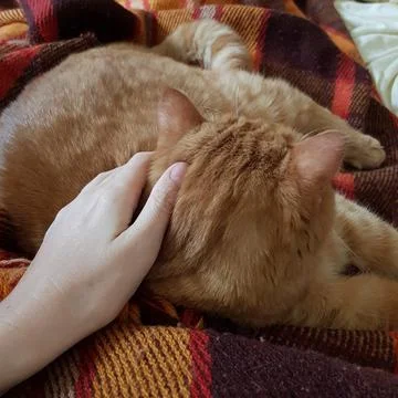 Hand touch red tabby cat sleeping on cozy plaid Foto stock