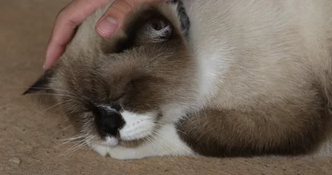 Hand touch Scottish Fold cat sleeping, Stock Footage 138989059