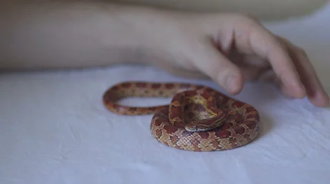 Hand touch the snake Stock Footage 47030083