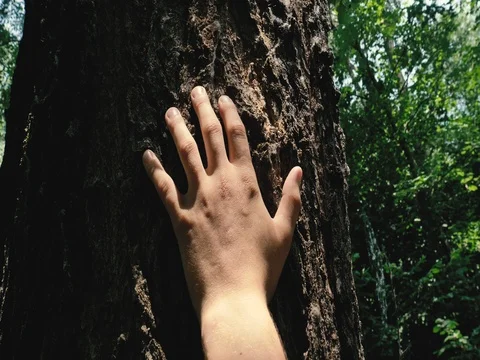 A hand touch the tree as a sign of love for nature Stock Footage