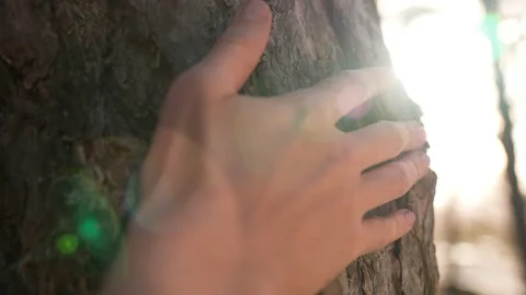 Hand touch the tree trunk. ecology a energy forest nature concept. a man hand Stock Footage 152234222