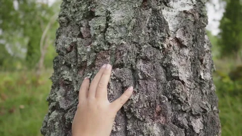 Hand touch the tree trunk. ecology an energy forest nature concept Video stock 177425980