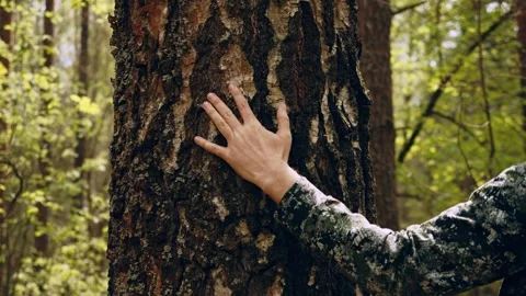 Hand touch the tree trunk. Man hand touches a pine tree trunk, close-up. Hu.. Stock Footage 265578694