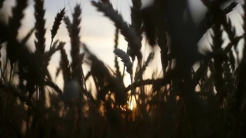 Hand touch the wheat field at sunset. HD, 1920x1080. slow motion. Stock Footage 80145362