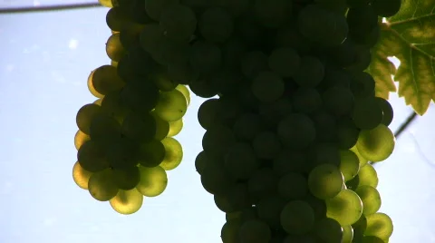 Hand touch wine grape, against the light Stock Footage 515574
