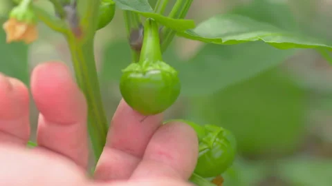 Hand touches bell pepper grows in the garden in 4k slow motion 60fps Stock Footage 161464012