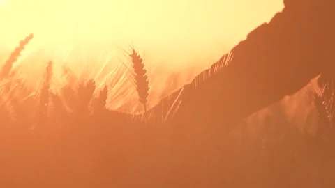 Hand touches an ear in the sunset light Stock Footage 316536703
