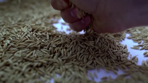 Hand touches the grains Stock Footage 73632246