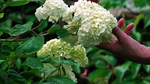 A hand touches a hydrangea Stock Footage 325510255