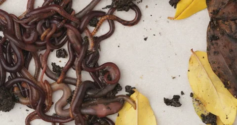 Canadian Nightcrawlers / Earthworms - 'Lumbricus terrestris' (25 Count)
