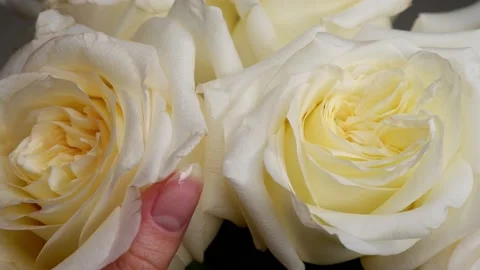 The hand touches the petals from a bouquet of roses. Stock Footage 166316849