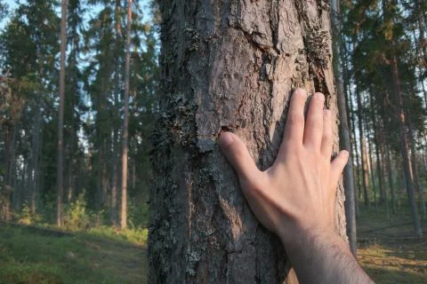 Hand touches a pine trunk Stock-Fotos