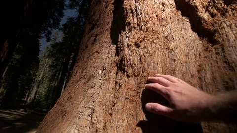 Hand touches Sequoia tree 库存影片 72046656