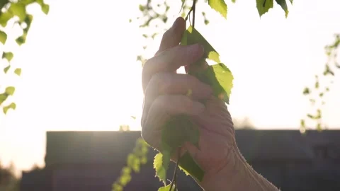 Hand Touches A Tree Branch At Sunset In The Light Of The Sun Stock Footage 274758056