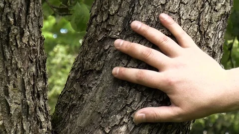 Hand touches the tree Stock Footage 78350347