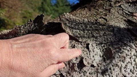 Hand touching and crumbling peeling bark on old tree trunk Stock Footage 344472517