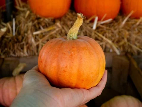 Hand touching and selecting a small ripe orange pumpkin resting on straw at.. Stock Photos