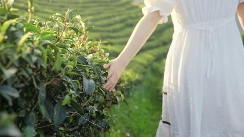 Hand touching and stroking top of tea leaves plantation field  Stock Footage 154564815