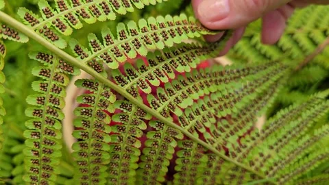 Hand Touching Back of Fern Leaf with Spore Pattern Stock Footage 341745376
