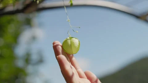 Hand Touching Balloon Vine Fruit Against Blue Sky Stock-Footage 345957034