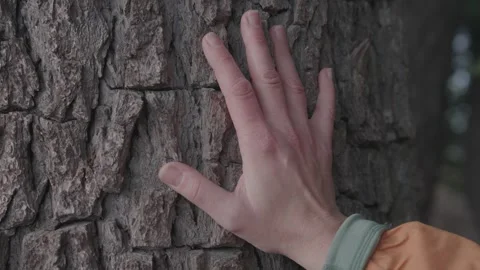 Hand touching bark Video stock 244767956