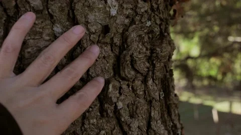 Hand touching bark of tree. Concept of love nature, ecology. Save the planet Stock Footage 168802201