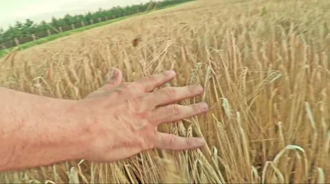 Hand touching barley ears closeup Stock Footage 53179601