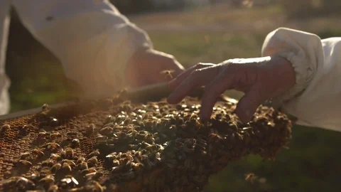 Hand Touching Bees on Honeycomb Frame. Sunflares. Close up. Stock Footage 85270935