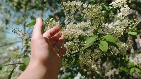 Hand touching bird cherry flowers. Spring nature background. Stock Footage 336366541