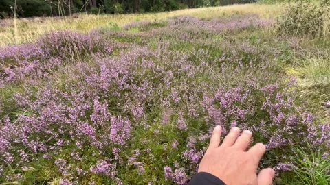 Hand touching blooming purple heather in natural field Stock Footage 342987679