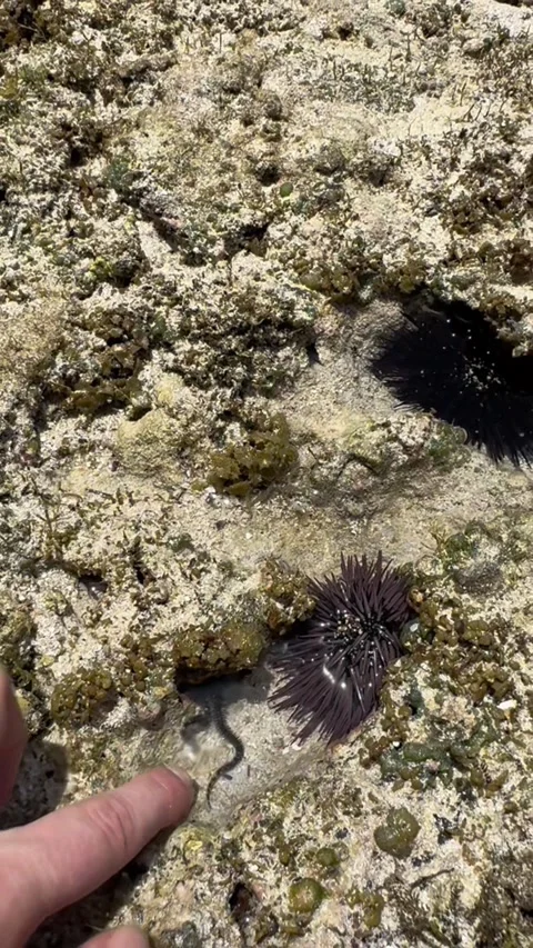 Hand touching brittle star echinoderms tidal pool Zanzibar ocean HD vertical Stock-Footage 342148221