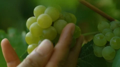 Hand touching the bunch of green grapes in the vineyard Stock-Footage 102206442