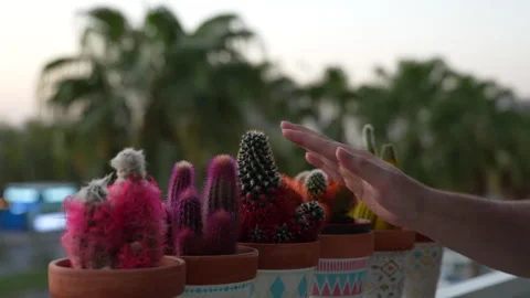 Hand touching cactus and pulling away from sharp spines Stock Footage 316233628