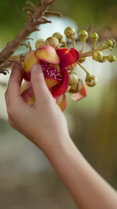 Hand Touching Cannonball Tree Flower in Tropical Garden Stock Footage 340862777