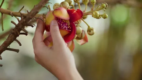 Hand Touching Cannonball Tree Flower in Tropical Garden Stock Footage 341305853