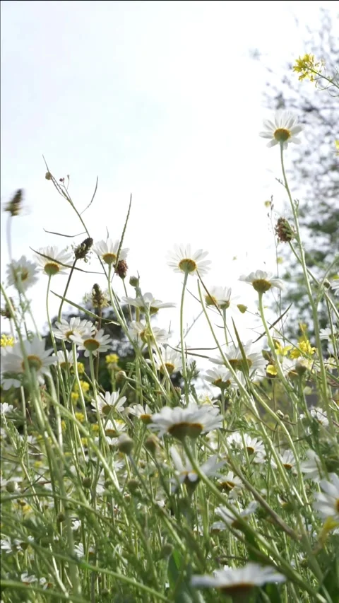 Hand touching daisies in spring. spring background Stock Footage 274554663