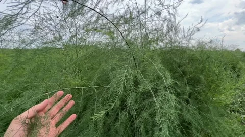 Hand Touching Delicate Asparagus Foliage While Inspecting Crop in Field Stock Footage 340095731