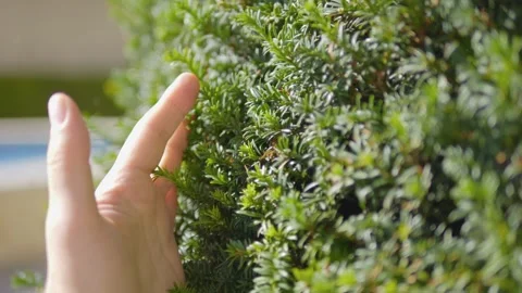 Hand touching dense green coniferous shrubbery in 4k slow motion 120fps Vidéo 267699015