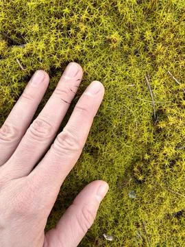 Hand Touching Dense Star Moss on Forest Floor Stock Photos